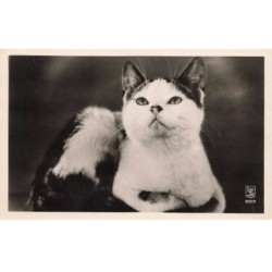 CHAT -35273 CHATS CAT KATZE JOLIE PORTRAIT DE CHAT
