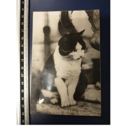 CHAT CAT -FG54347 CARTE A SYSTEME MUSICAL KATZE BLANC ET NOIR