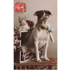 CHAT -MK33258 UN CHAT ET UN CHIEN BOULEDOGUE FRANCAIS AVEC COLLIER