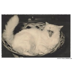 CI-BFP3-1178-CHAT - Chat blanc - CARTE PHOTO
