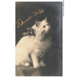 CI-BFP3-1170-CHAT - Regard d'un chat blanc - Bonne fete