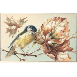 ANIMAUX -SAN47218 OISEAUX POSE SUR UNE BRANCHE EN TRAIN DE MANGER DES NOISETTES