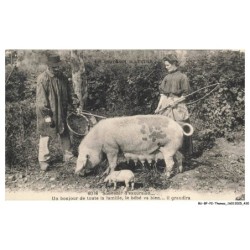BU-BFP2-0324-ANIMAUX - Cochons - Douvenir d'excursion - Un bonjour de toute la famille - Le bébé va bien