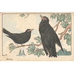 ANIMAUX -SAN47219 OISEAUX MERLES POSE SUR UNE BRANCHE
