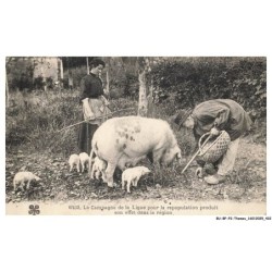 BU-BFP2-0325-ANIMAUX - Cochons - La campagne de la ligue pour repopulation