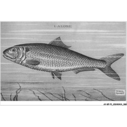 AY-BFP1-0195-POISSON - L'ALOSE - Raoul Guinot