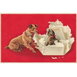CHATS CHAT -FG35120 CAT KATZE UN CHAT UN CADEAU SURPRISE ET UN CHIEN GAUFREE