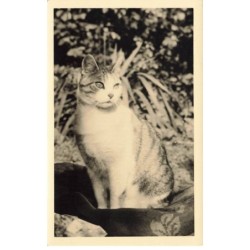 CHATS -MK46788 CARTE PHOTO