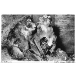 AYSP11-0691-ANIMAUX - Vallée de la chiffa - Ruisseau des singes - Famille de singes