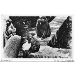 AYSP11-0692-ANIMAUX - Blida - Les gorges de la chiffa au ruisseau des singes
