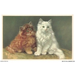 AQFP8-0548-CHAT - deux chats de couleurs differentes