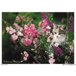 AQFP12-0827-CHAT - chaton dans les fleurs