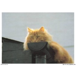 AQFP12-0826-CHAT - sur le toit