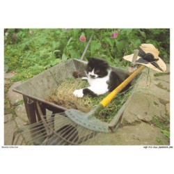 AQFP12-0858-CHAT - chat se trouvant dans une brouette
