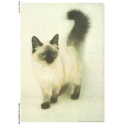 AQFP12-0833-CHAT - portrait de chat