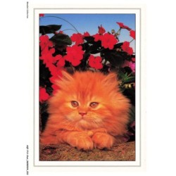 AQFP12-0824-CHAT - le regard