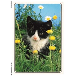 AQFP12-0852-CHAT - chaton dans les fleurs