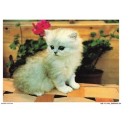 AQFP12-0825-CHAT - le regard