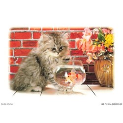 AQFP12-0823-CHAT - le petit poisson dans un verre d'eau