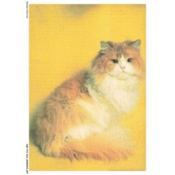 AQFP12-0832-CHAT - portrait de chat