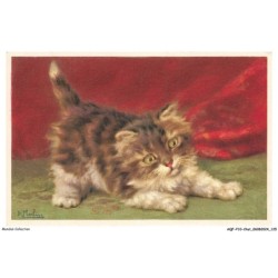AQFP10-0721-CHAT - le regard du chaton
