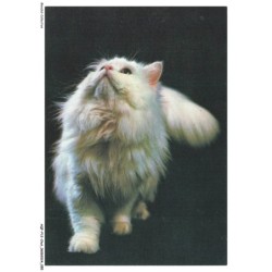 AQFP12-0836-CHAT - portrait de chat regardant le ciel