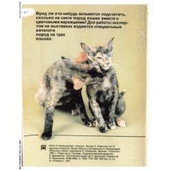 AQFP12-0831-CHAT - portrait de deux chats