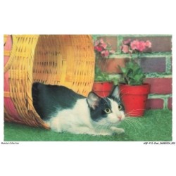 AQFP12-0809-CHAT - chat dans un panier