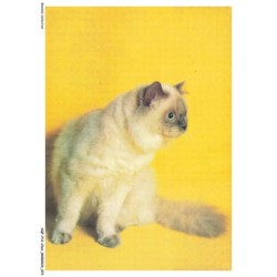 AQFP12-0845-CHAT - portrait de chat