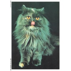AQFP12-0837-CHAT - portrait de chat