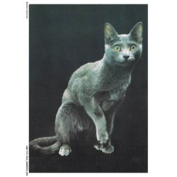 AQFP12-0840-CHAT - portrait de chat