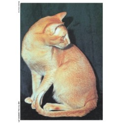 AQFP12-0844-CHAT - portrait de chat