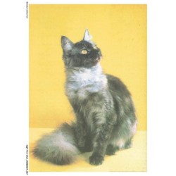 AQFP12-0842-CHAT - portrait de chat