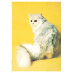 AQFP12-0838-CHAT - portrait de chat