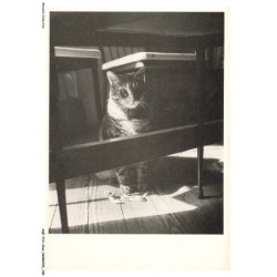 AQFP12-0863-CHAT - sous la table