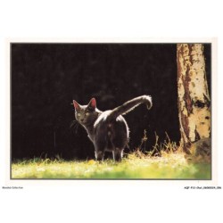 AQFP12-0857-CHAT - regard du chat noir