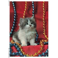 AQFP12-0849-CHAT - chaton et coliers