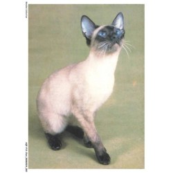 AQFP12-0843-CHAT - portrait de chat regardant le ciel