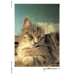 AQFP12-0859-CHAT - le sommeil de jolie