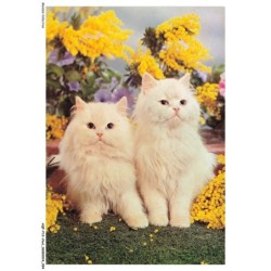 AQFP12-0856-CHAT - deux chats dans le jardin