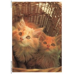 AQFP12-0864-CHAT - chatons dans un panier