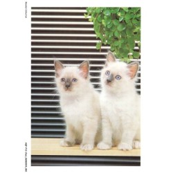 AQFP12-0850-CHAT - regard de chats