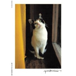 AQFP12-0853-CHAT - yvon kervinio - minouche