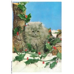 AQFP12-0869-CHAT - le regard - plante de houe
