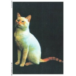 AQFP12-0841-CHAT - portrait de chat