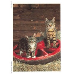 AQFP12-0862-CHAT - le regard des chats