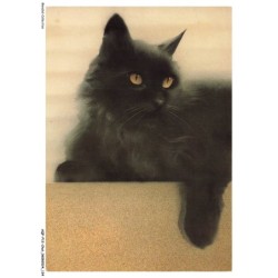 AQFP12-0871-CHAT - le regard du chat noir