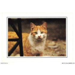AQFP12-0878-CHAT - le regard méchant