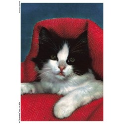 AQFP12-0876-CHAT - le regard