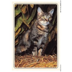 AQFP12-0873-CHAT - le regard